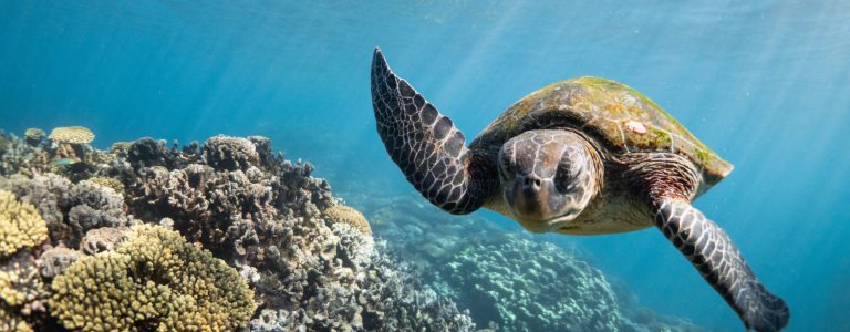 2. Ningaloo Reef, Western Australia