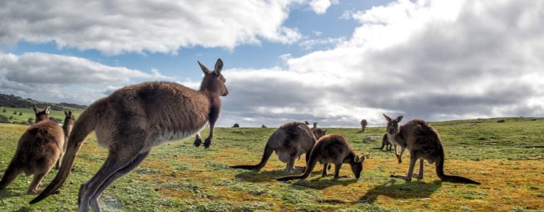 Kangaroos,While,Looking,At,You,At,Sunset,In,Kangaroo,Island